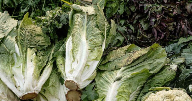 Lechuga