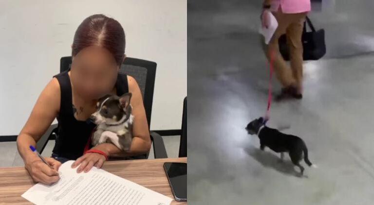 principal_chihuahua