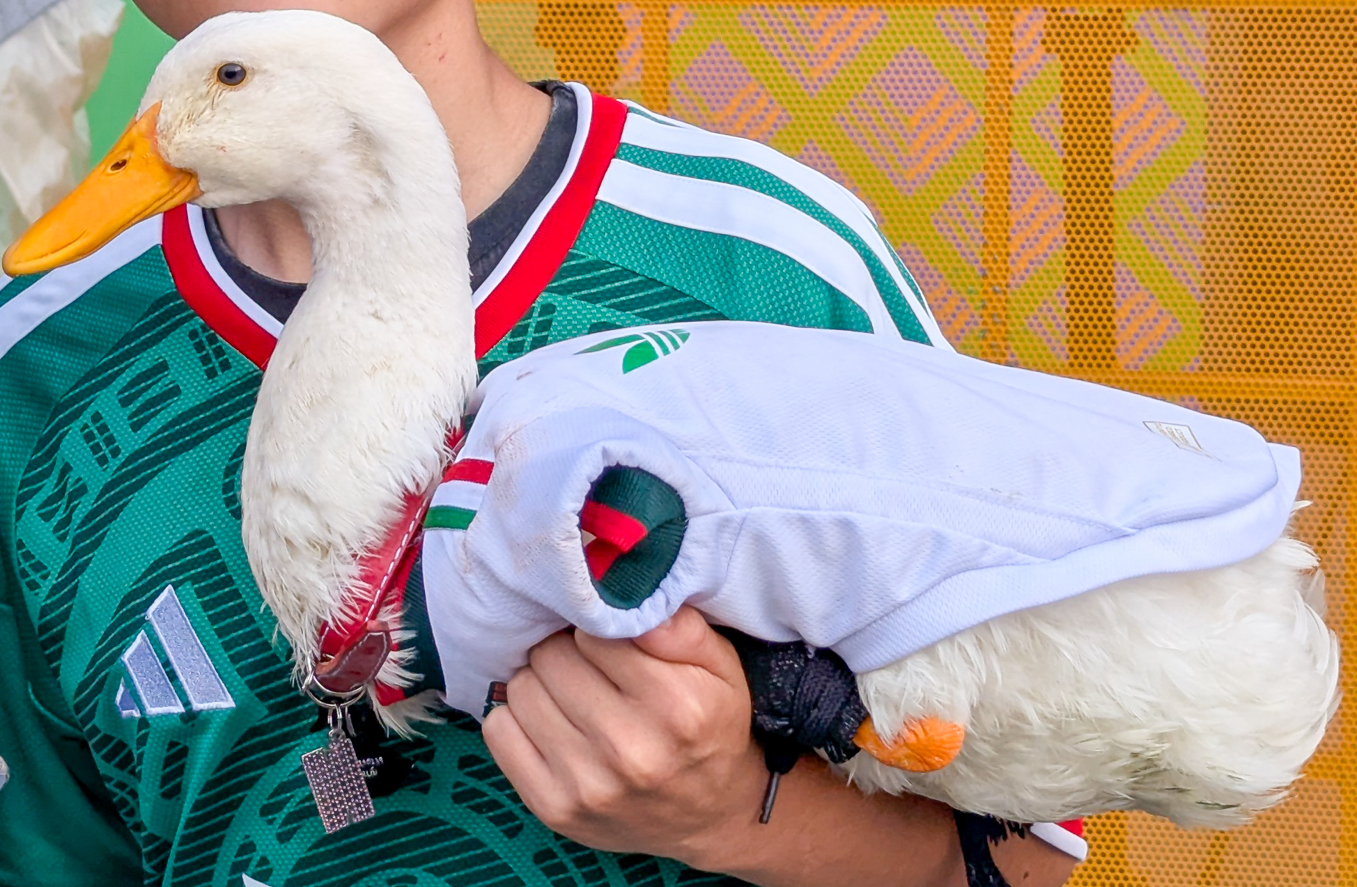 PATO MERLIN