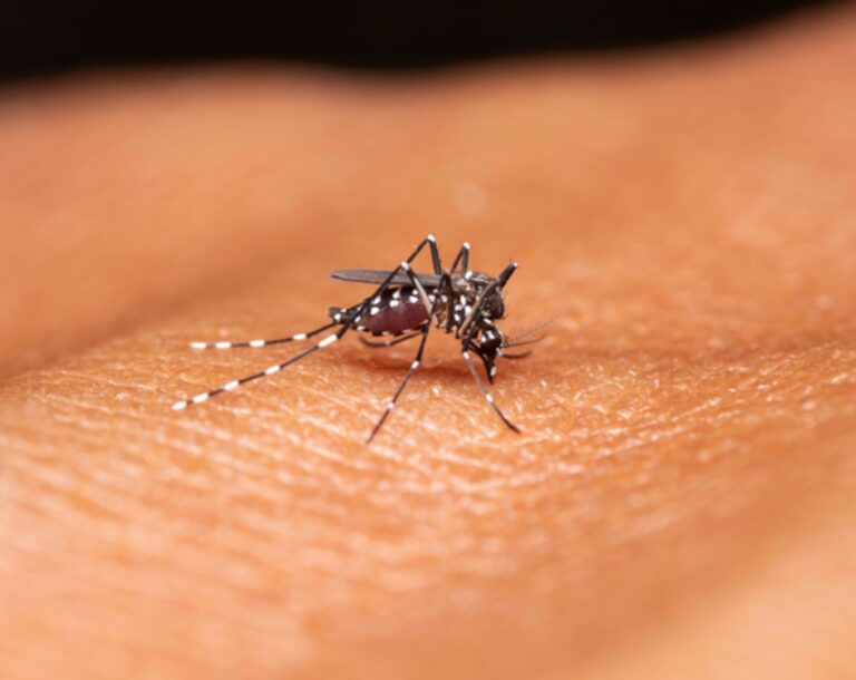 mosquito