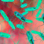 salmonella