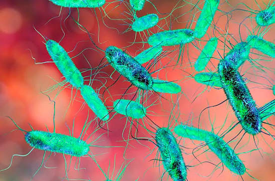 salmonella