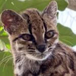 gato tilcayo