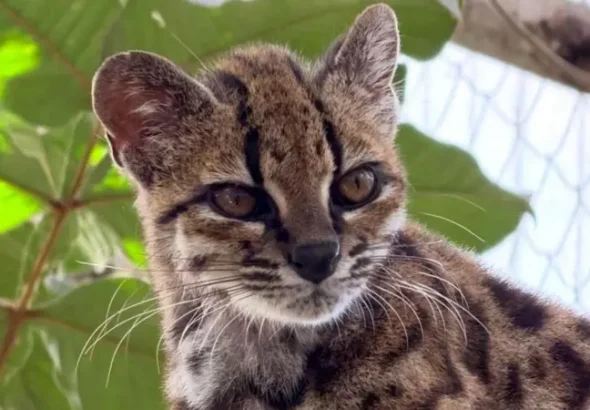 gato tilcayo