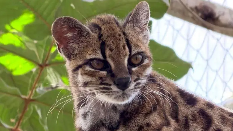 gato tilcayo